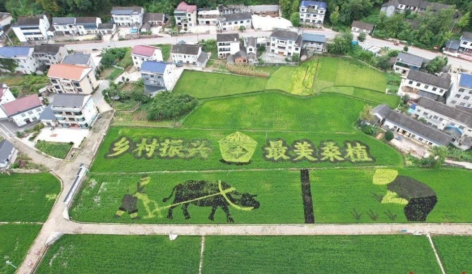 最终决出本